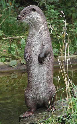 Otter