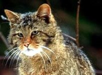 Wilde Kat