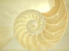 Nautilus pompilius