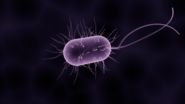 bacterie