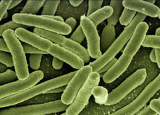 Bacterin