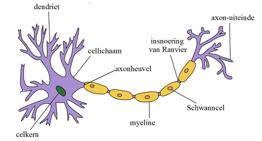 Zenuw met myelinescheden