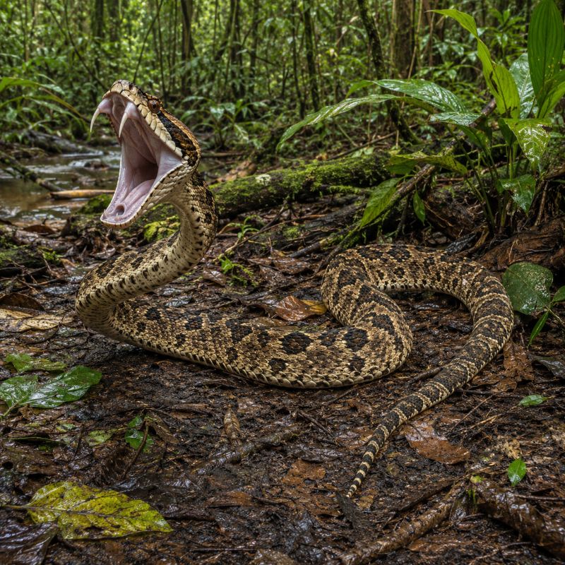 De Braziliaanse lanspuntslang heet wetenschappelijk Bothrops jararaca. Onderzoekers ontdekten dat bepaalde stoffen in het gif de werking van angiotensine-converterend enzym (ACE) remmen en daarmee de bloeddruk kunnen verlagen.