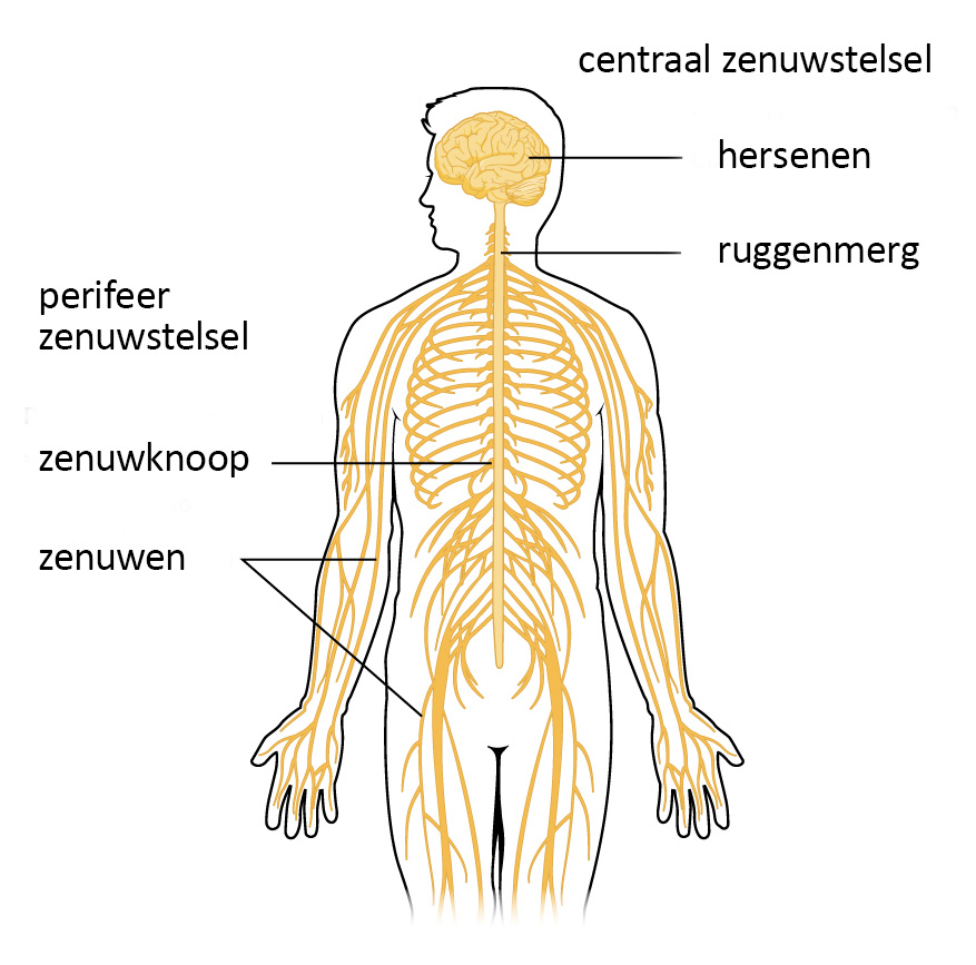 Zenuwstelsel