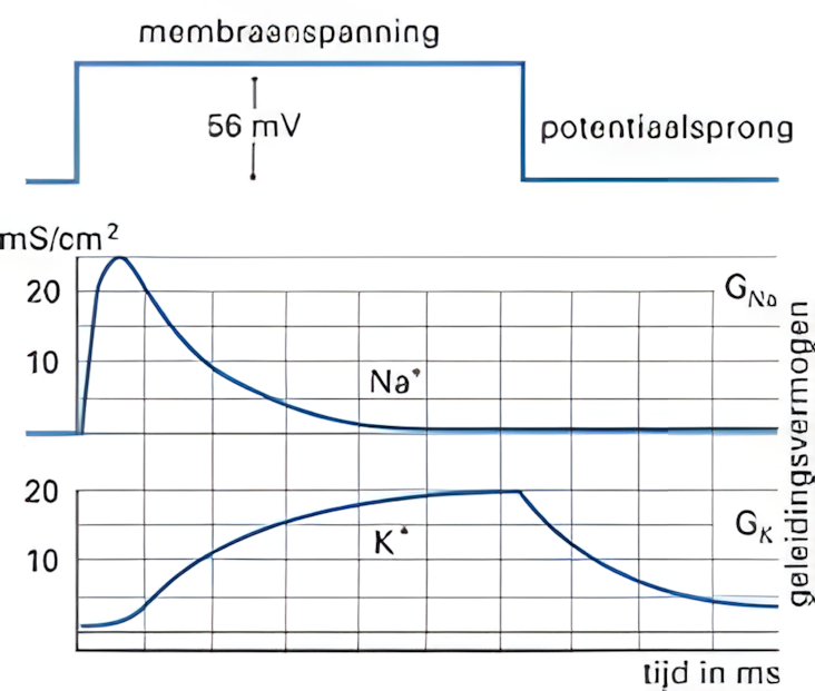 De invloed van membraanspanning op de doorlaatbaarheid voor ionen. Deze grafiek illustreert hoe een zenuwcel reageert op een plotselinge verandering in elektrische spanning (depolarisatie). Het laat zien dat het celmembraan niet voor alle ionen tegelijkertijd doordringbaar wordt.