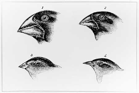 image: Darwin's drawings of Galapagos finches