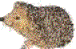 vorige bladzijde