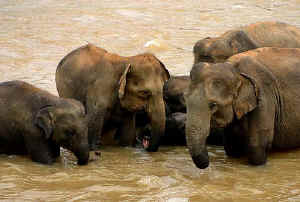 Sri Lankan elephants